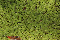 Salvinia minima