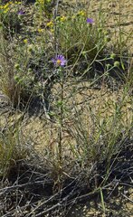 Dieteria bigelovii