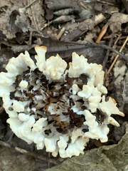 Sebacina schweinitzii