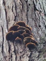 Ischnoderma resinosum