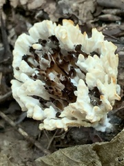 Sebacina schweinitzii