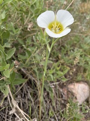 Calochortus gunnisonii
