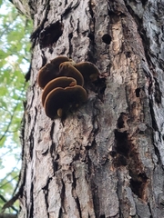 Ischnoderma resinosum