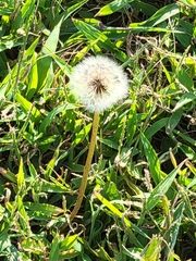 Taraxacum erythrospermum