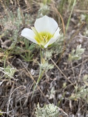 Calochortus gunnisonii