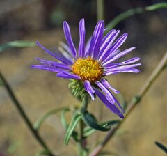 Dieteria bigelovii