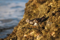Arenaria interpres interpres