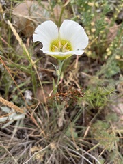 Calochortus gunnisonii