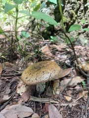 Lactarius turpis