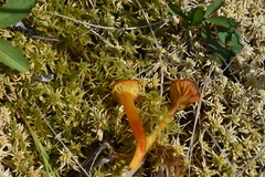 Hygrocybe