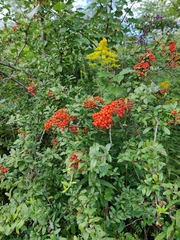 Pyracantha coccinea