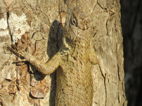Lundell's Spiny Lizard