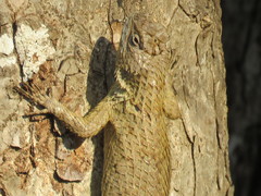 Sceloporus lundelli
