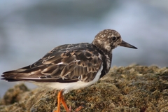 Arenaria interpres interpres