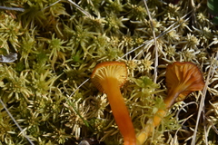 Hygrocybe