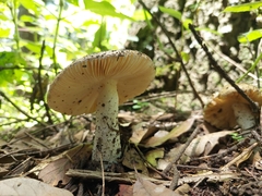 Lactarius turpis