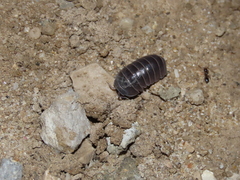 Armadillo officinalis