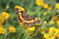 Chlosyne californica
