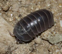 Armadillo officinalis