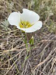 Calochortus gunnisonii