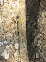 Sceloporus lundelli