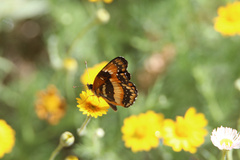 Chlosyne californica