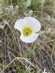 Calochortus gunnisonii