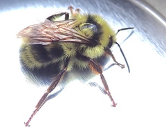 Bombus vancouverensis