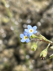 Myosotis laxa