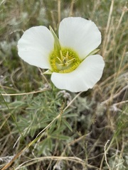 Calochortus gunnisonii