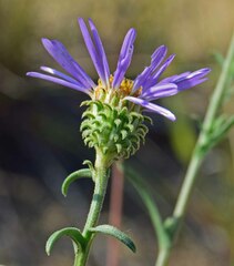 Dieteria bigelovii
