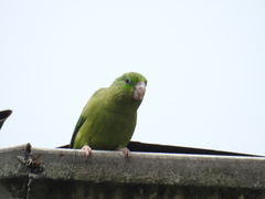 Forpus conspicillatus