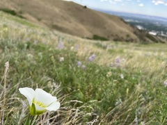 Calochortus gunnisonii