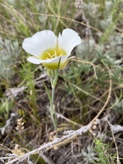 Calochortus gunnisonii