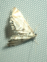 Petrophila canadensis