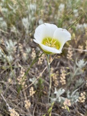 Calochortus gunnisonii