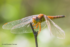 Indothemis carnatica