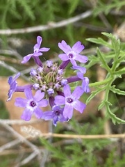 Verbena lasiostachys