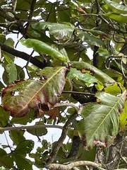 Terminalia catappa