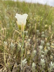 Calochortus gunnisonii