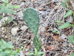 Opuntia macrorhiza