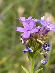 Verbena lasiostachys