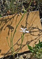 Stephanomeria pauciflora