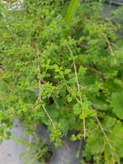 Lippia micromera