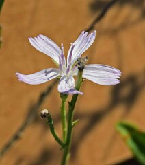 Stephanomeria pauciflora