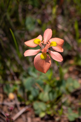 Moraea papilionacea