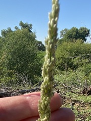 Tridens albescens