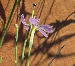 Stephanomeria pauciflora