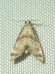 Petrophila canadensis