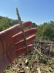 Tridens albescens
